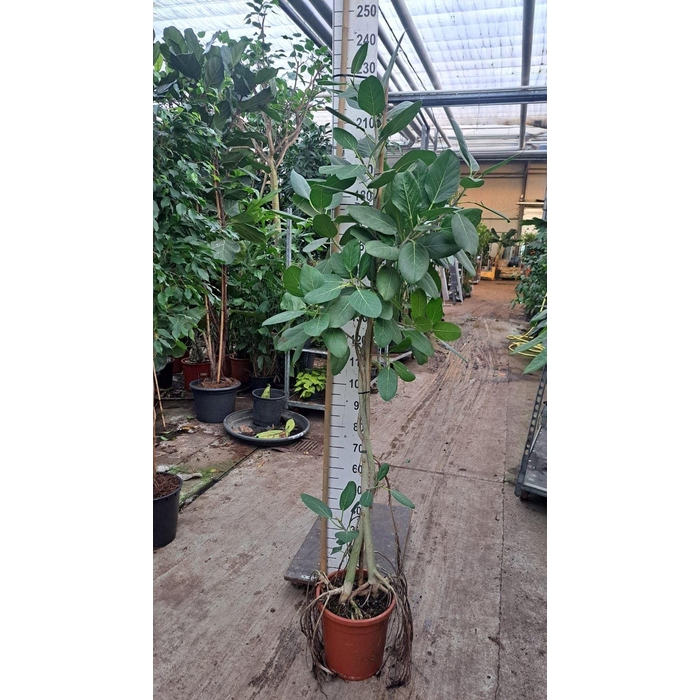<h4>Ficus benghalensis 'Audrey'</h4>