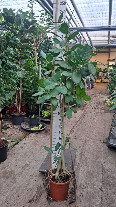 Ficus benghalensis 'Audrey'