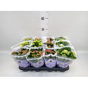 Kalanchoe blos.   ..rosebud mix  5