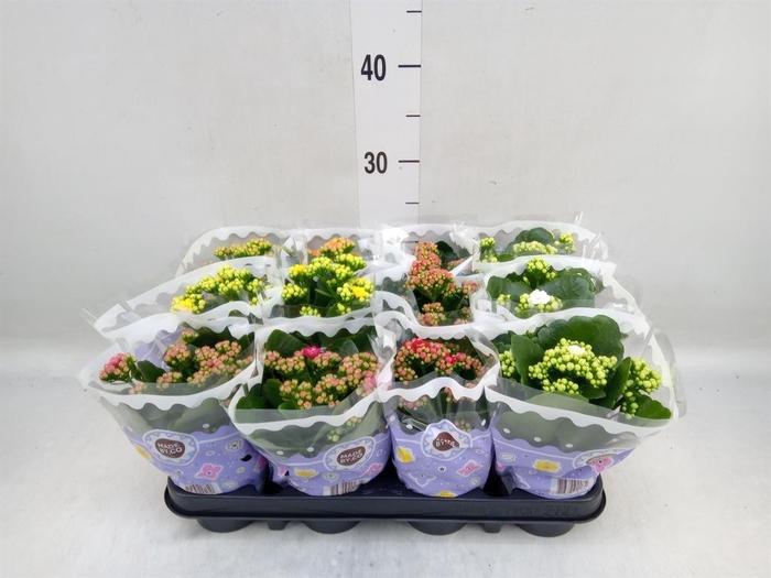 <h4>Kalanchoe blos.   ..rosebud mix  5</h4>