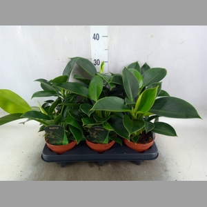 Philodendron  'Green Princess'