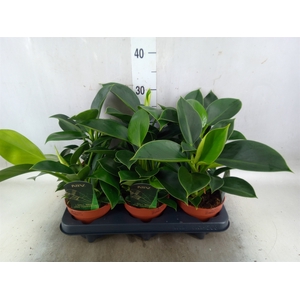 Philodendron  'Green Princess'