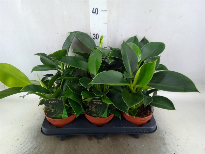 <h4>Philodendron  'Green Princess'</h4>