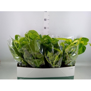 Epipremnum pinn. 'Aureum'