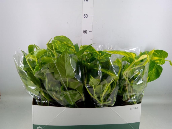 <h4>Epipremnum pinn. 'Aureum'</h4>