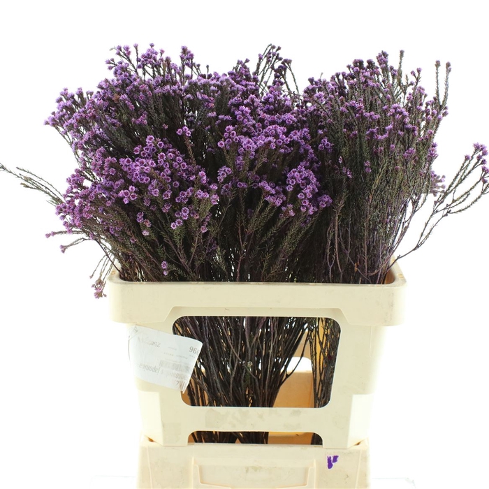 <h4>Kaaps Staavia Klb Lavender</h4>
