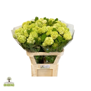 VIBURNUM ROSEUM ST