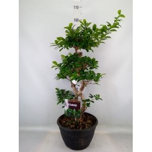 Ficus microcarpa 'Ginseng'