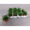 Rhipsalis Cassutha