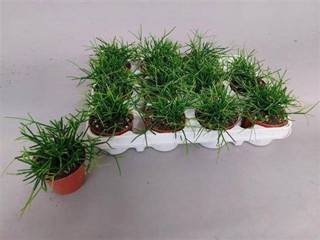 Rhipsalis Cassutha