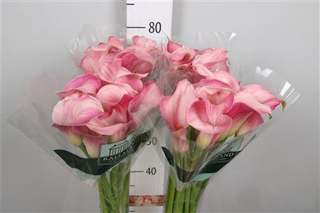 <h4>Zant Blushing Lady</h4>
