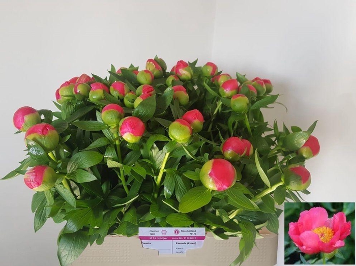 <h4>PAEO HH FLAME</h4>