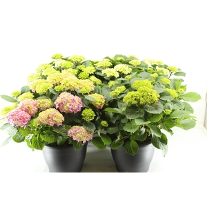 Hydrangea gemengd 32 cm (mix van min. 3 kleuren)
