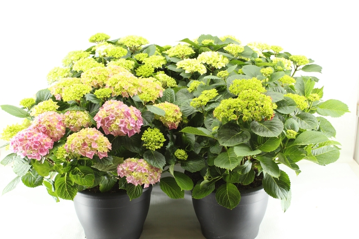 <h4>Hydrangea gemengd 32 cm (mix van min. 3 kleuren)</h4>