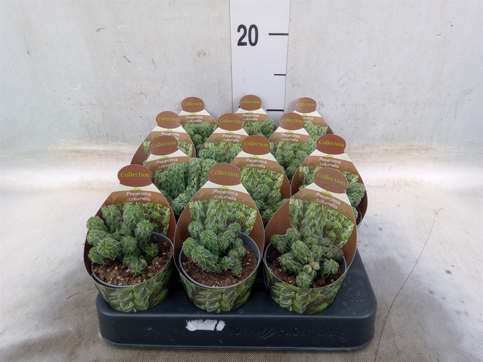 <h4>Cactus   ...</h4>