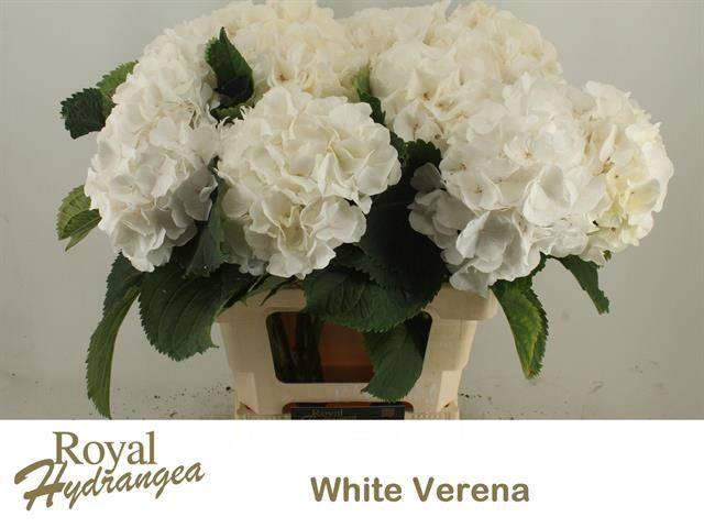 <h4>HYDR M CH WHI VERENA</h4>