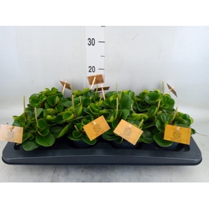 Peperomia obt. 'Obtipan'