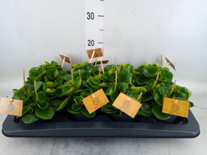 <h4>Peperomia obt. 'Obtipan'</h4>