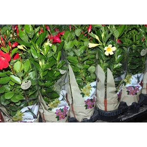 DIPLADENIA PICOLI P14 VARIADO
