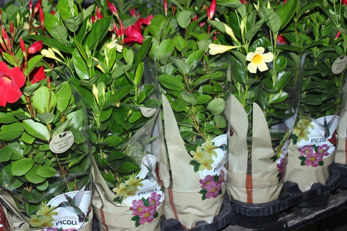 <h4>DIPLADENIA PICOLI P14 VARIADO</h4>
