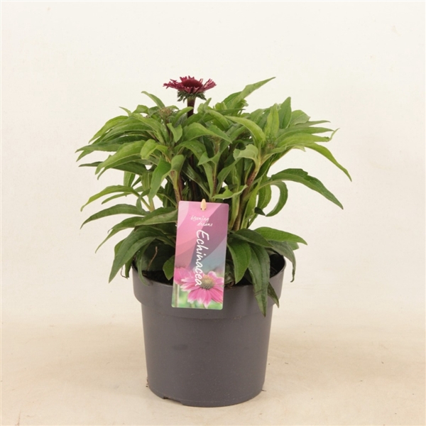 <h4>Echinacea Sensation Pink p17</h4>