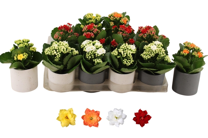 <h4>KAL GE RO GEM 4 KL</h4>