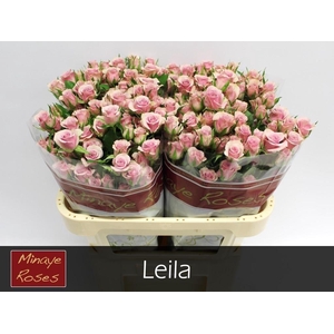 Rosa tr Leila