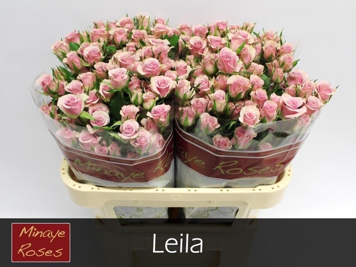 <h4>Rosa tros Leila</h4>