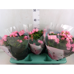 Begonia elat. EN 'Betulia Candy'