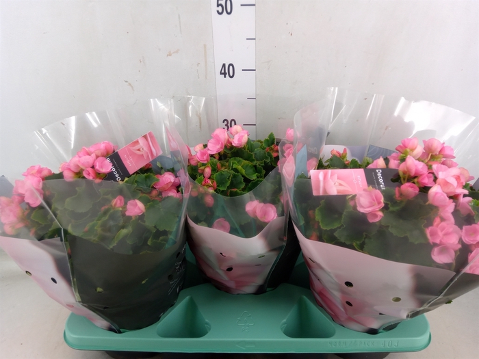 <h4>Begonia elat. EN 'Betulia Candy'</h4>