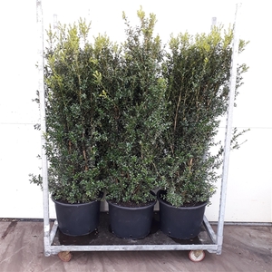 Buxus Sempervirens 120-140cm struik