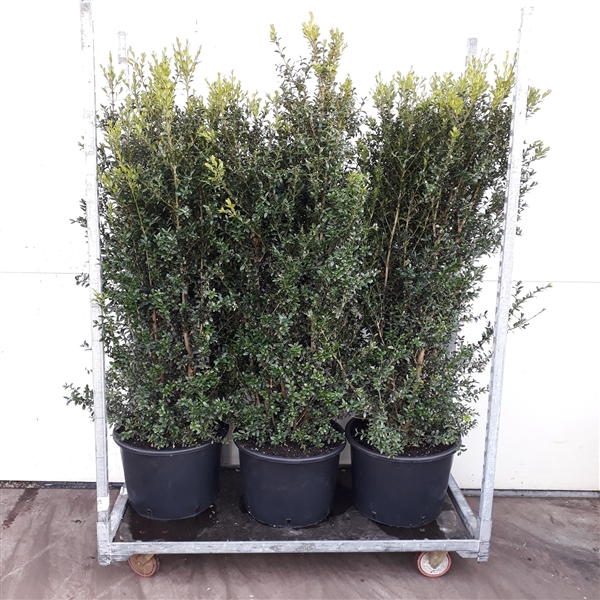 <h4>Buxus Sempervirens 120-140cm struik</h4>