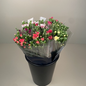 Bq Mono Trosanjers mix 7-er colombia