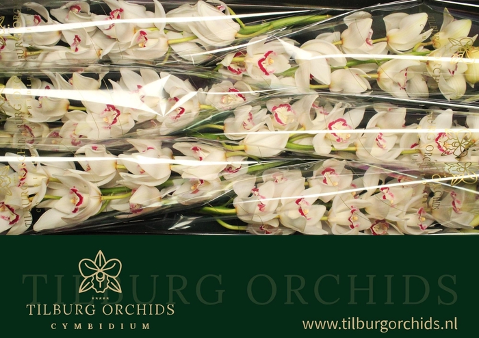 <h4>CYMB T LOVE ME</h4>