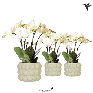 Kolibri Orchids Phalaenopsis ghent 4 spike in citrus green pot