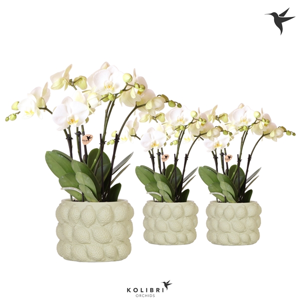 <h4>Kolibri Orchids Phalaenopsis ghent 4 spike in citrus green pot</h4>