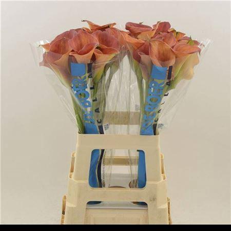 <h4>Zant Sunset Passion</h4>