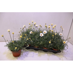 arr8 Rhodan H Zagora Yell