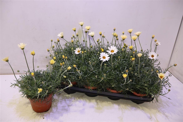 <h4>arr8 Rhodan H Zagora Yell</h4>