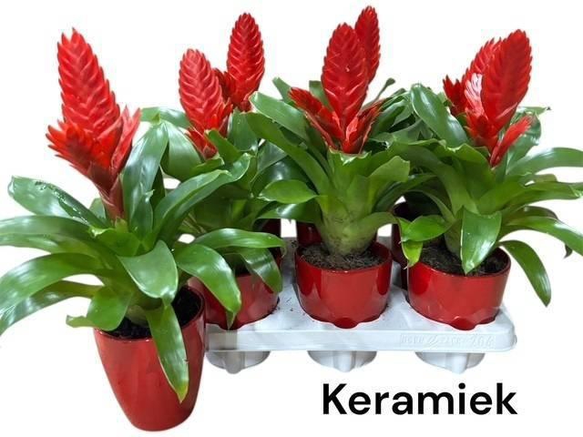 <h4>VRIES KALLISTO P</h4>