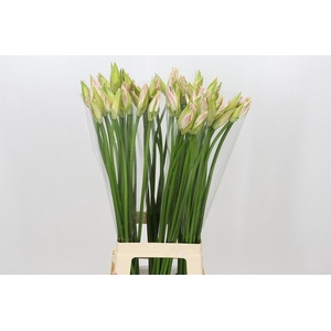 Nerine Bo Bicolor Bionce