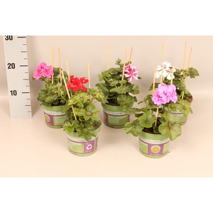 Pelargonium peltatum Divers