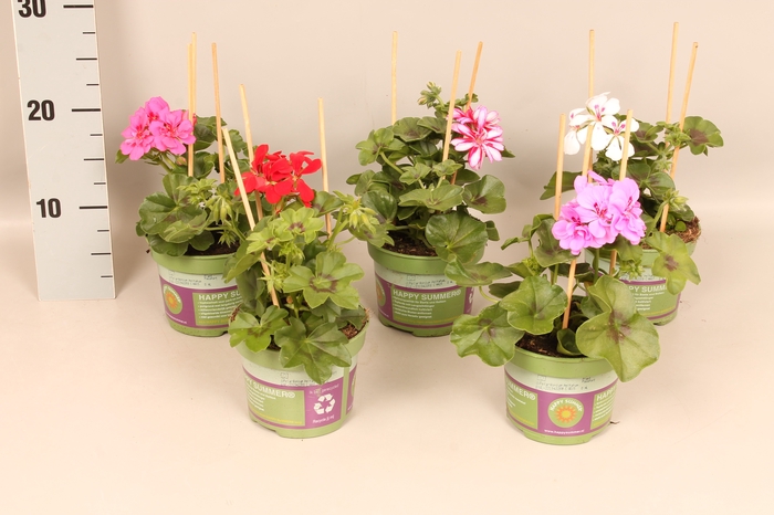 Pelargonium peltatum Divers