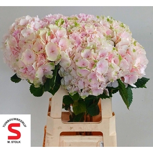 HYDRANGEA  'VERENA'  CL