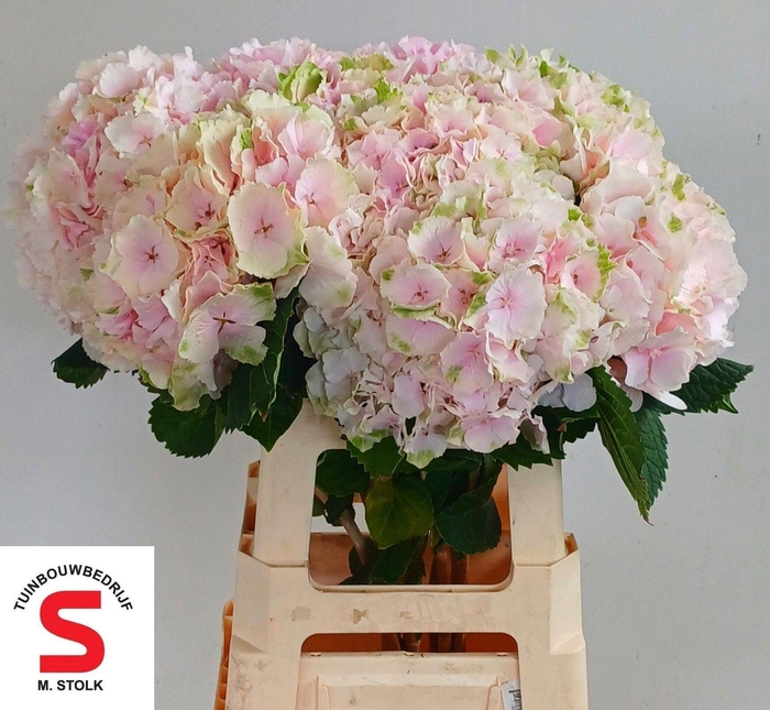 <h4>HYDRANGEA  'VERENA'  CL</h4>