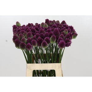 Allium Sphaerocephalon