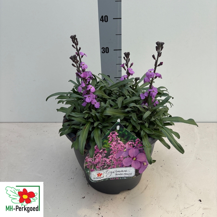 <h4>ERYS BOWLES MAUVE</h4>