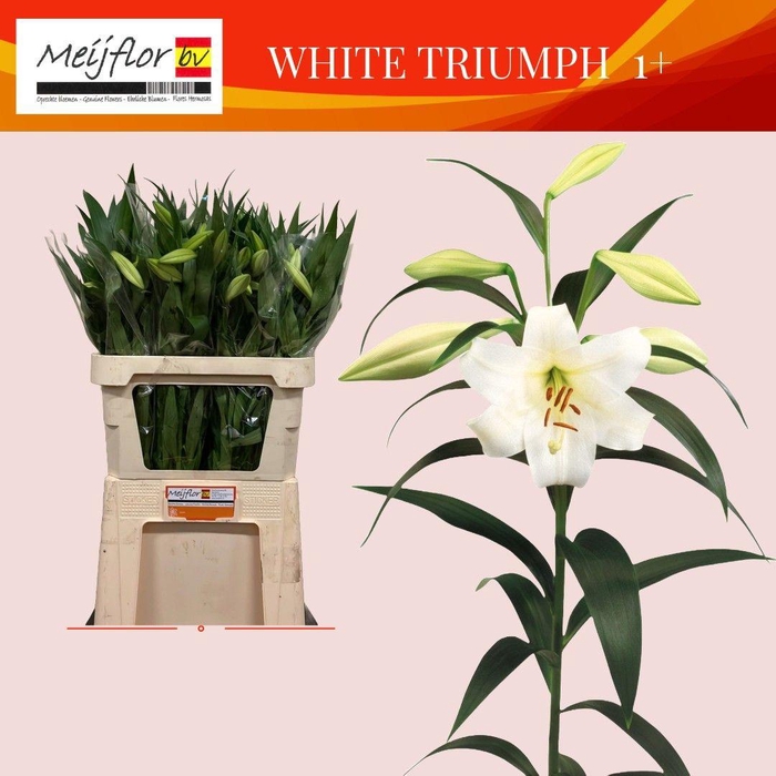 <h4>LI LO WHITE TRIUMPH</h4>