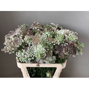 DAUCUS CAROTA DARA