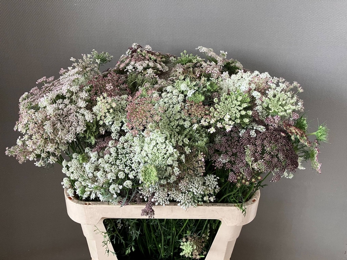 <h4>DAUCUS CAROTA DARA</h4>